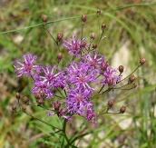 Texas Ironweed, Vernonia texana